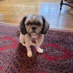 Westchester Veterinary Center and Cat Clinic