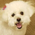 Banfield Pet Hospital
