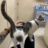 Aloro Pet Hospital ico