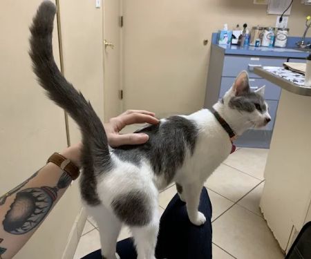 Aloro Pet Hospital