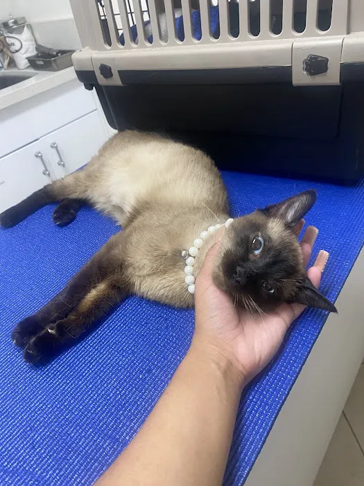 Aloro Pet Hospital Picture 2