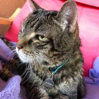 Blue Cross Pet Hospital ico
