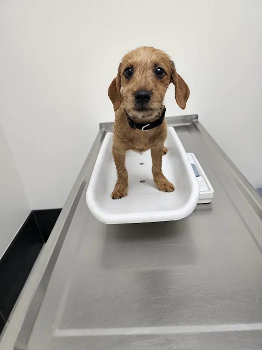 Berkley Pet Hospital Picture 3