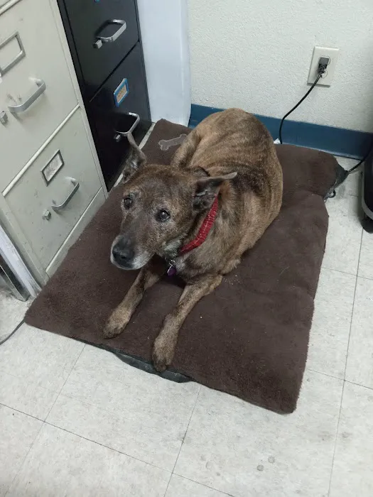 Toluca Burbank Dog & Cat Hospital Picture 2