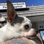 Toluca Burbank Dog & Cat Hospital