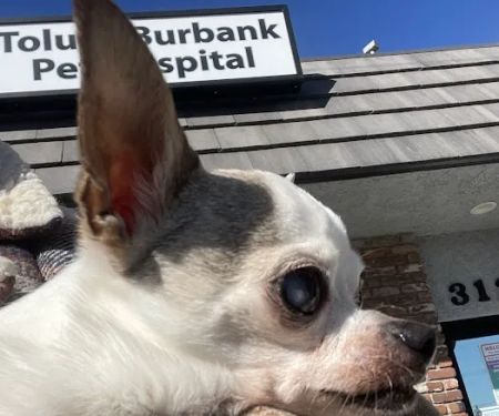 Toluca Burbank Dog & Cat Hospital