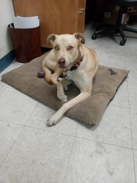 Toluca Burbank Dog & Cat Hospital Picture 3