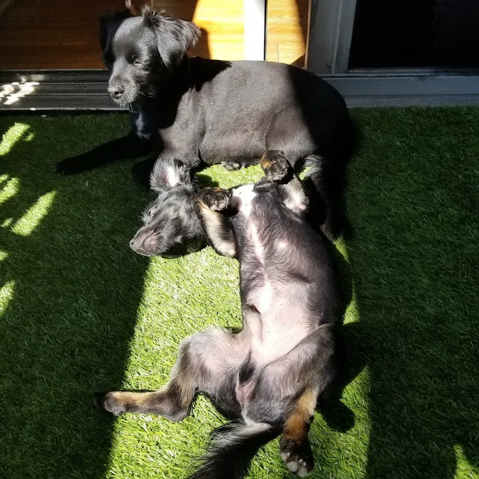 Toluca Burbank Dog & Cat Hospital Picture 9