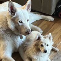 Sweet Home Veterinary Hospital ico