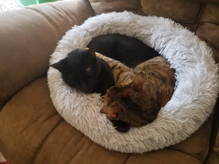 Sweet Home Veterinary Hospital Picture 2
