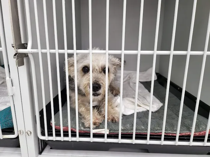 Kinder 4 Rescue Low Cost Pet Clinic Picture 2