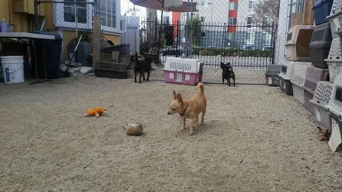 Kinder 4 Rescue Low Cost Pet Clinic Picture 8