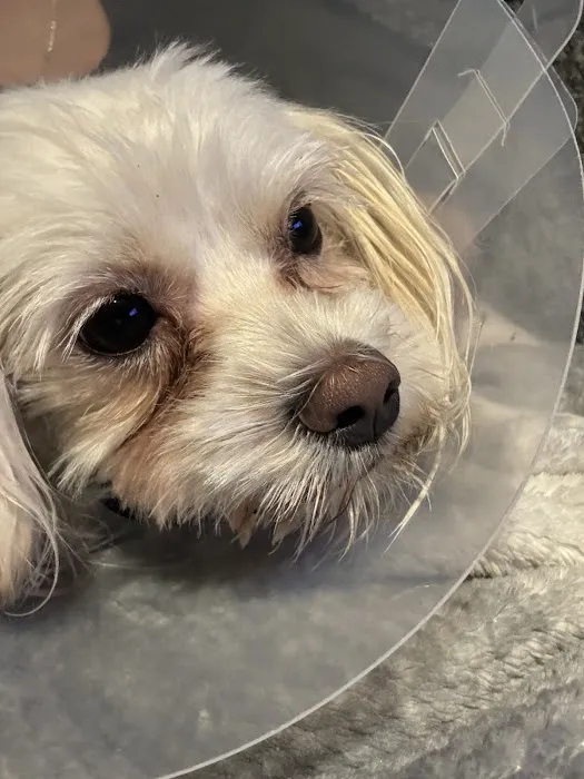 Affordable Animal Hospital NOHO Picture 1