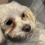 Affordable Animal Hospital NOHO