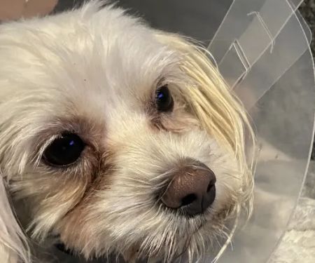 Affordable Animal Hospital NOHO