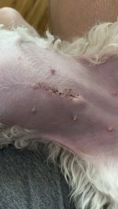 Affordable Animal Hospital NOHO Picture 8