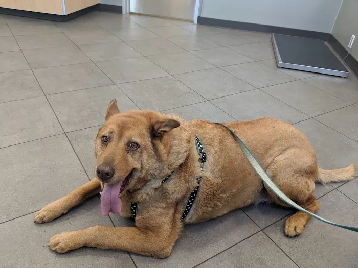 Big Tujunga Vet Hospital Picture 2