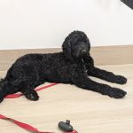 Crescenta Cañada Pet Hospital
