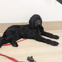 Crescenta Cañada Pet Hospital ico