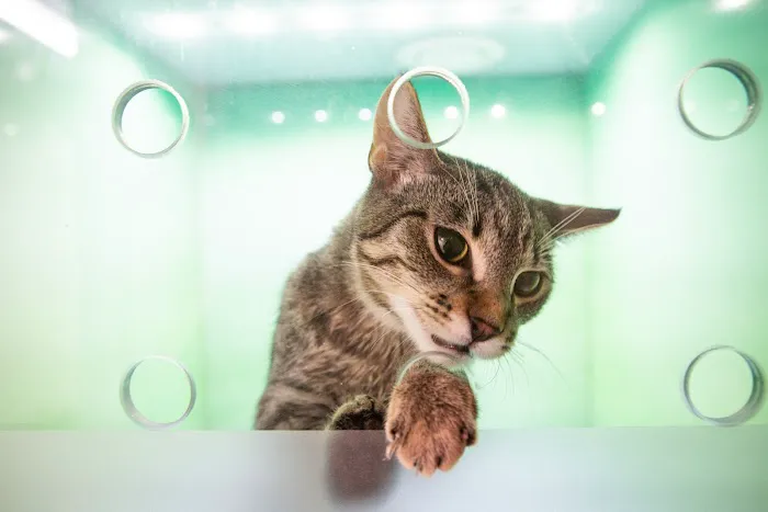 Crescenta Cañada Pet Hospital Picture 10