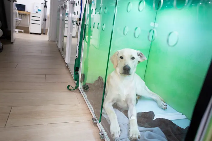 Crescenta Cañada Pet Hospital Picture 8