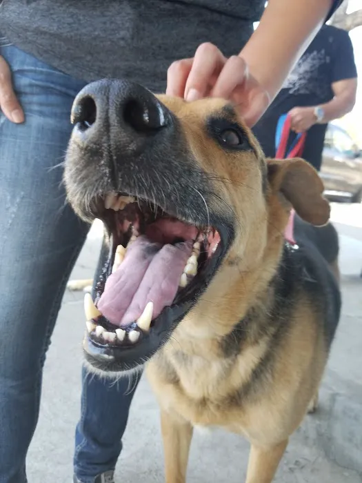Crescenta Valley Veterinary Hospital Picture 10