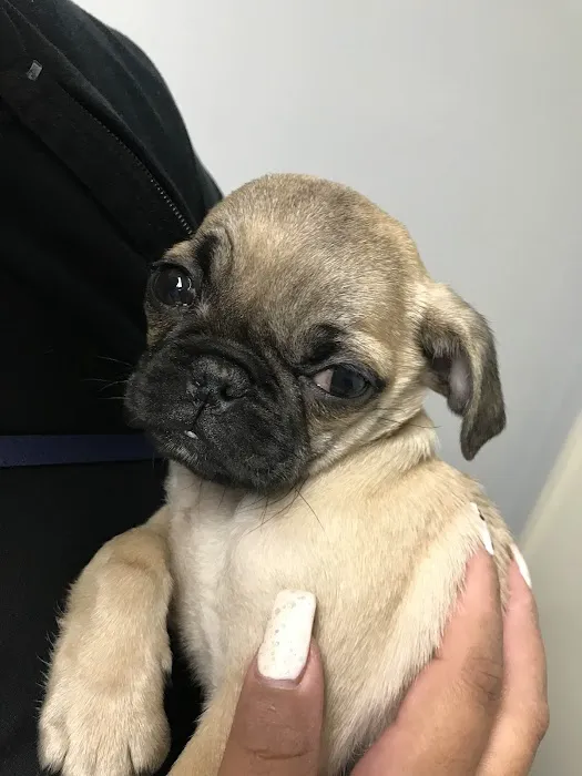 Crescenta Valley Veterinary Hospital Picture 8