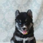 Burbank Veterinary Center