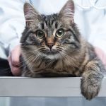 Media City Animal Hospital