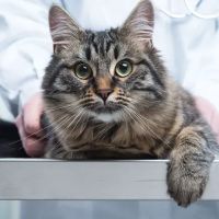 Media City Animal Hospital ico
