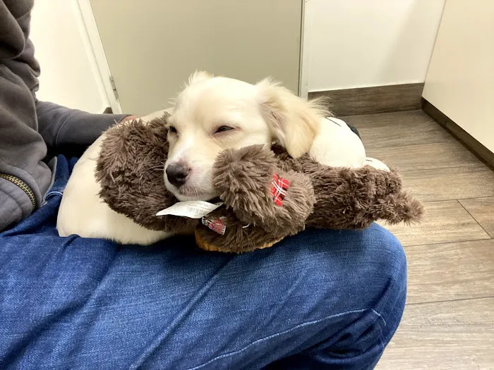 Media City Animal Hospital Picture 5