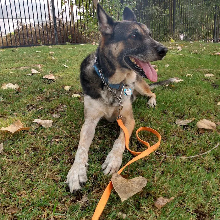 Animal Vision Care & Surgical Center Picture 7