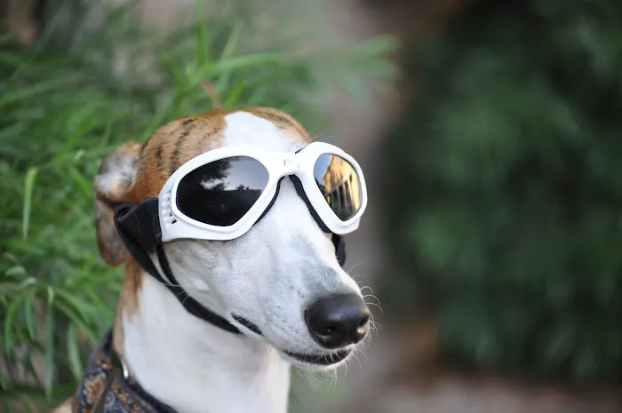 Animal Vision Care & Surgical Center Picture 8