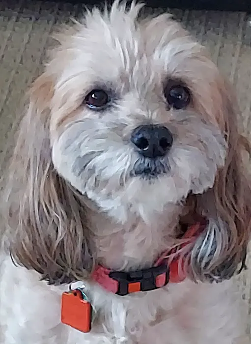 Studio City Animal Hospital Picture 5