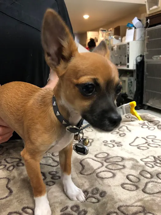 All Creatures Veterinary Center Picture 2