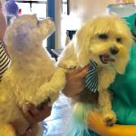 All Creatures Veterinary Center