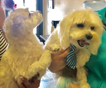 All Creatures Veterinary Center
