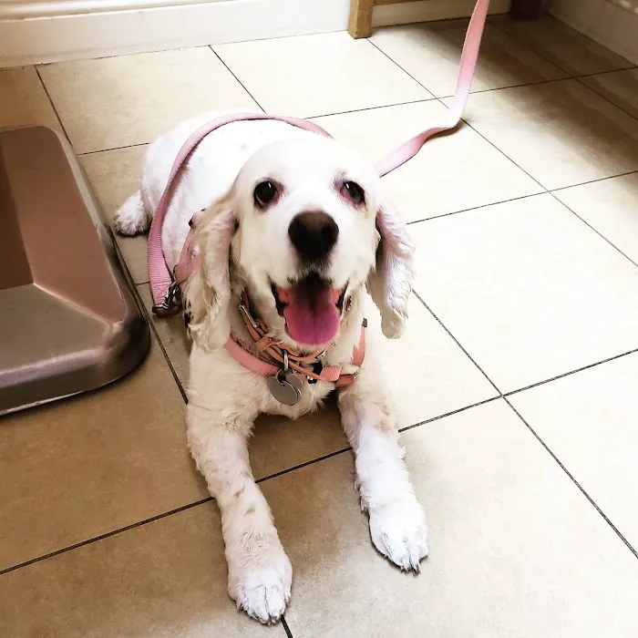 Santa Clarita Animal Hospital Picture 5