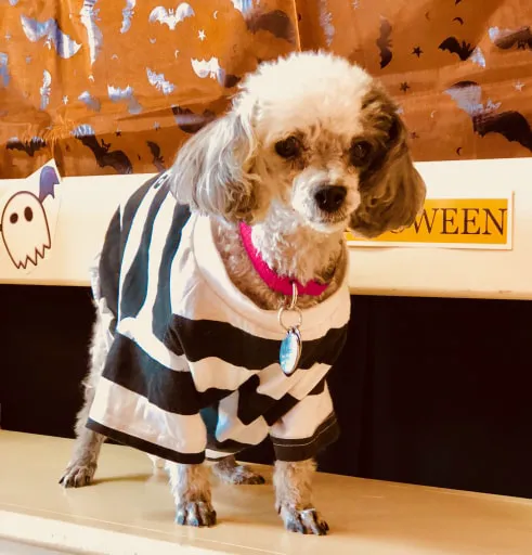 Santa Clarita Animal Hospital Picture 3