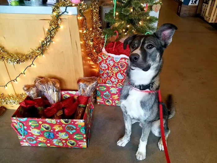 Santa Clarita Animal Hospital Picture 10