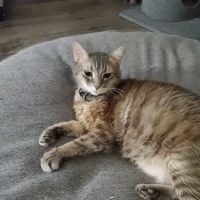 Animal Medical Center ico