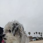 Veterinary Emergency Group