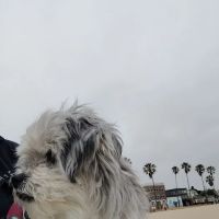 Veterinary Emergency Group ico