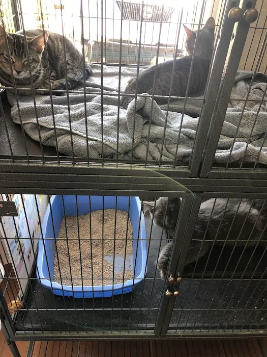 The Cat Doctor & Friends Picture 4