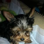 VIP Veterinary Services