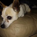 Pinnacle Veterinary Center