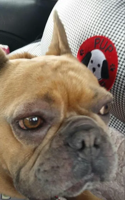 Pinnacle Veterinary Center Picture 4