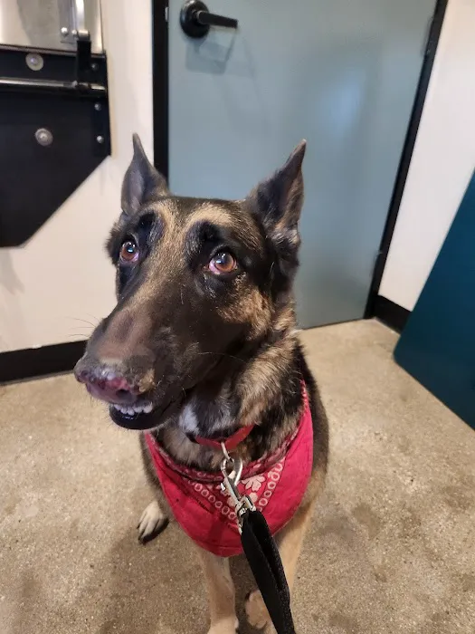 Pinnacle Veterinary Center Picture 2