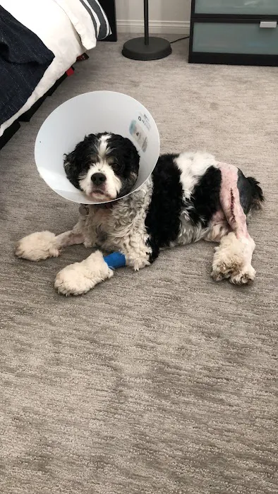 Pinnacle Veterinary Center Picture 6