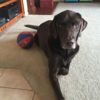 Cinema Veterinary Centre ico